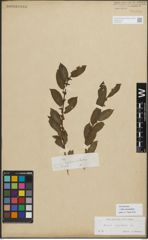 Foto von Salix myrsinifolia Salisb.